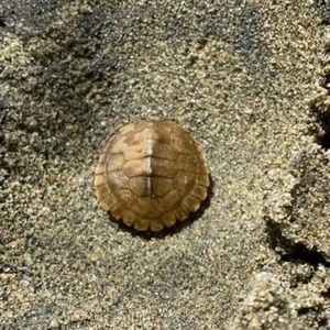 Meet your Posher, Peachey